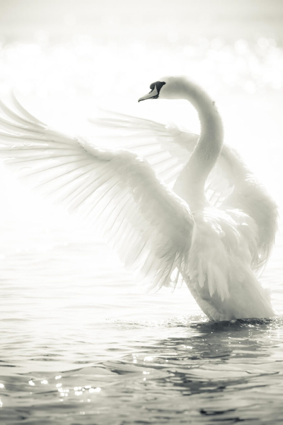 Carta da parati Cigno bianco ad ali spiegate nell'acqua - immagine 4