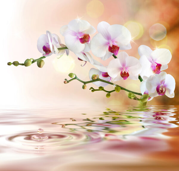 Orchidee bianche su un ramo con increspature d'acqua Orchidee bianche su un ramo con increspature d'acqua