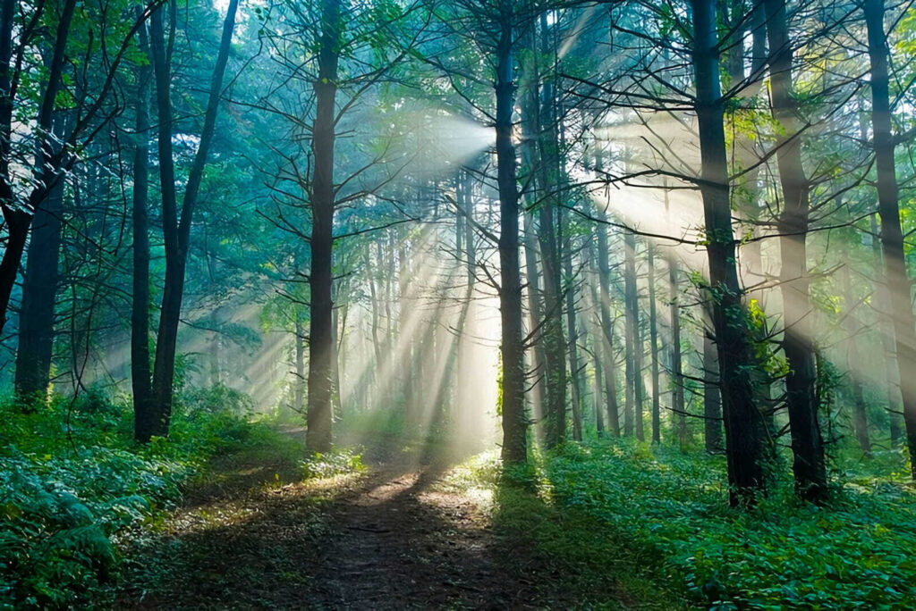 Il sole che illumina gli alberi di una foresta Il sole che illumina gli alberi di una foresta