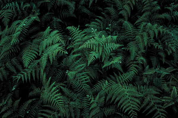 Felci rigogliose dalle tonalità verde intenso. Felci rigogliose dalle tonalità verde intenso.