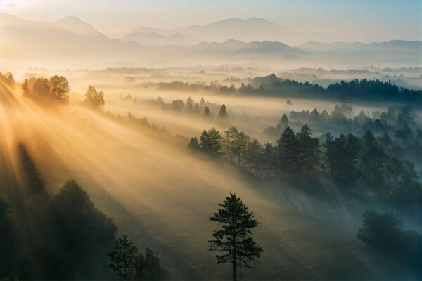 Il sole che illumina gli alberi Il sole che illumina gli alberi