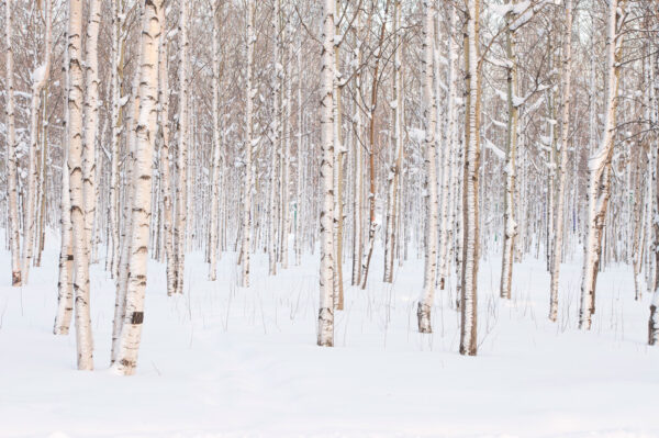 Gruppo di alberi in una foresta innevata Gruppo di alberi in una foresta innevata