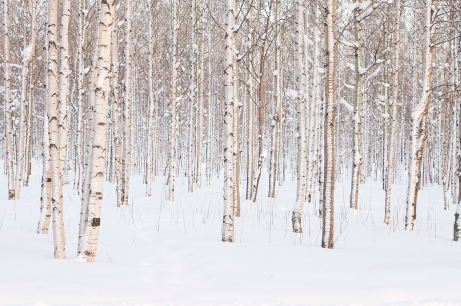 Gruppo di alberi in una foresta innevata