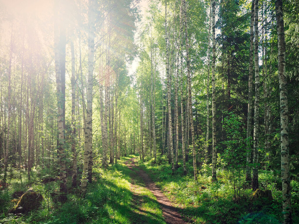 Sentiero attraverso una foresta di alberi Sentiero attraverso una foresta di alberi