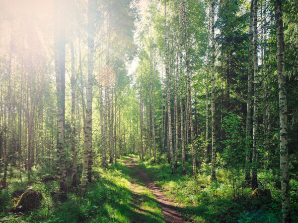 Sentiero attraverso una foresta di alberi Sentiero attraverso una foresta di alberi
