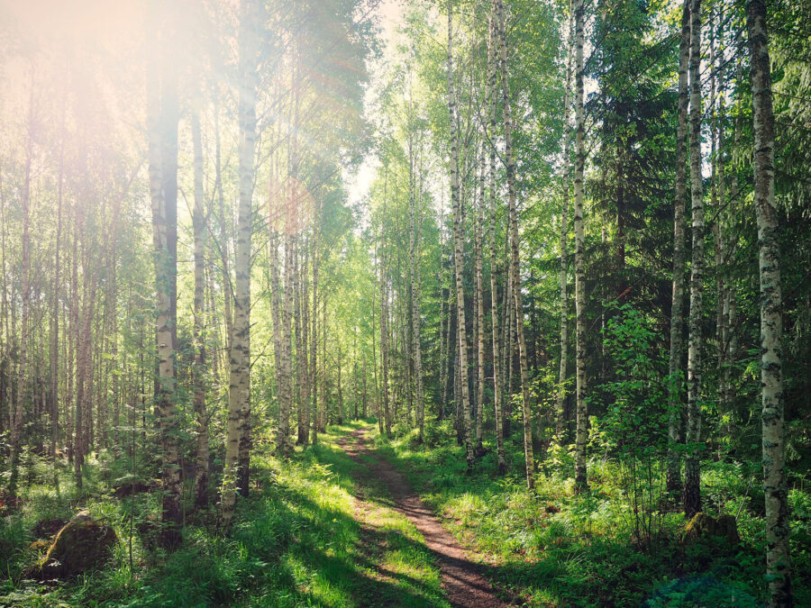 Sentiero attraverso una foresta di alberi