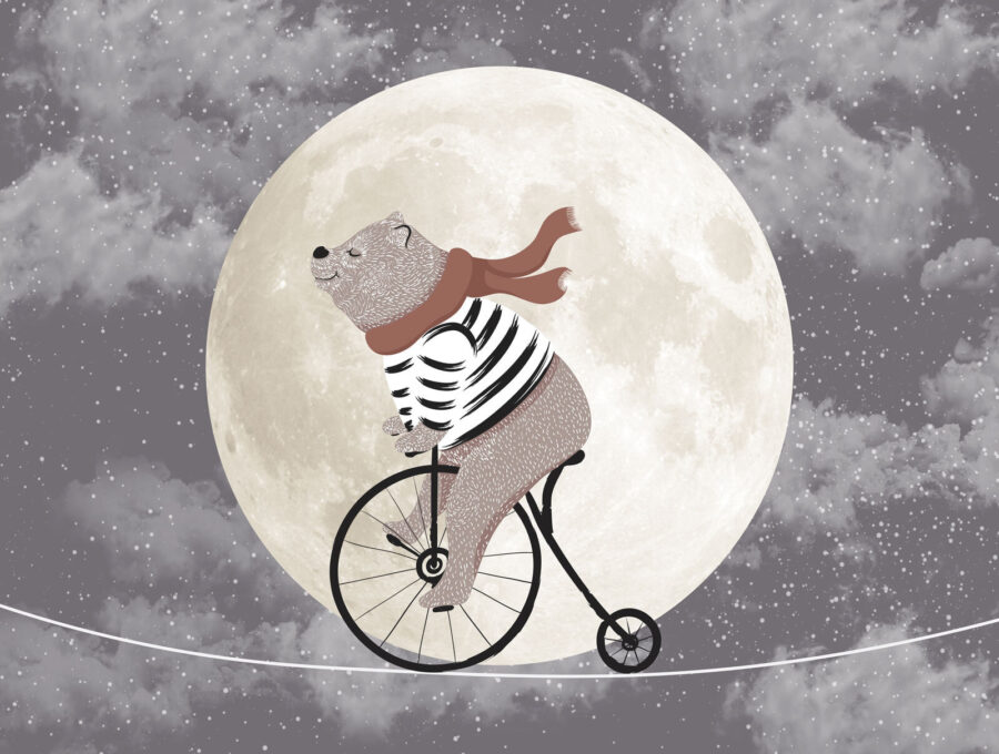 Orso in bicicletta