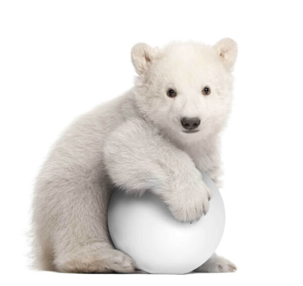 Orso polare con in mano una palla Orso polare con in mano una palla
