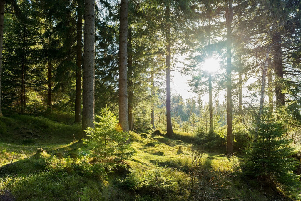 Il sole che illumina gli alberi Il sole che illumina gli alberi