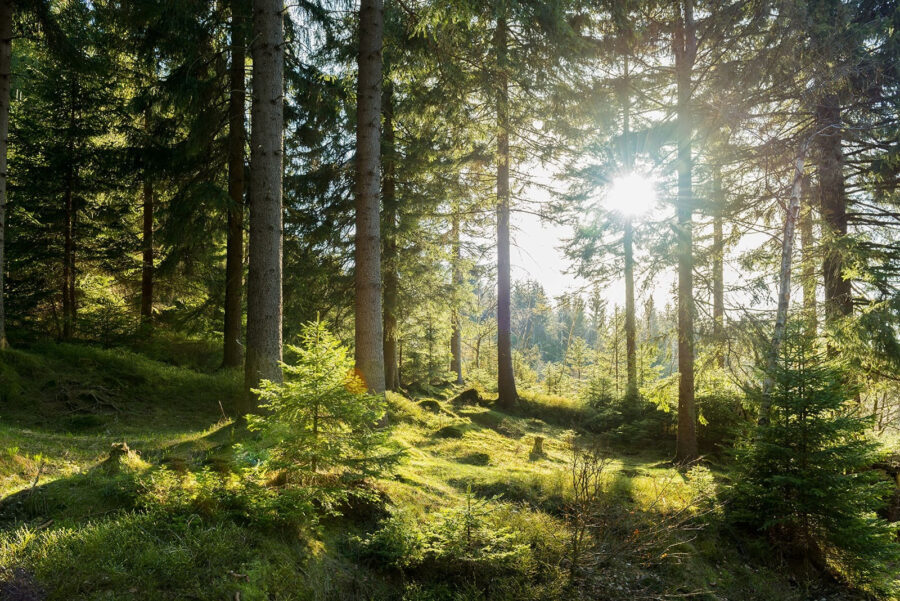 Il sole che illumina gli alberi