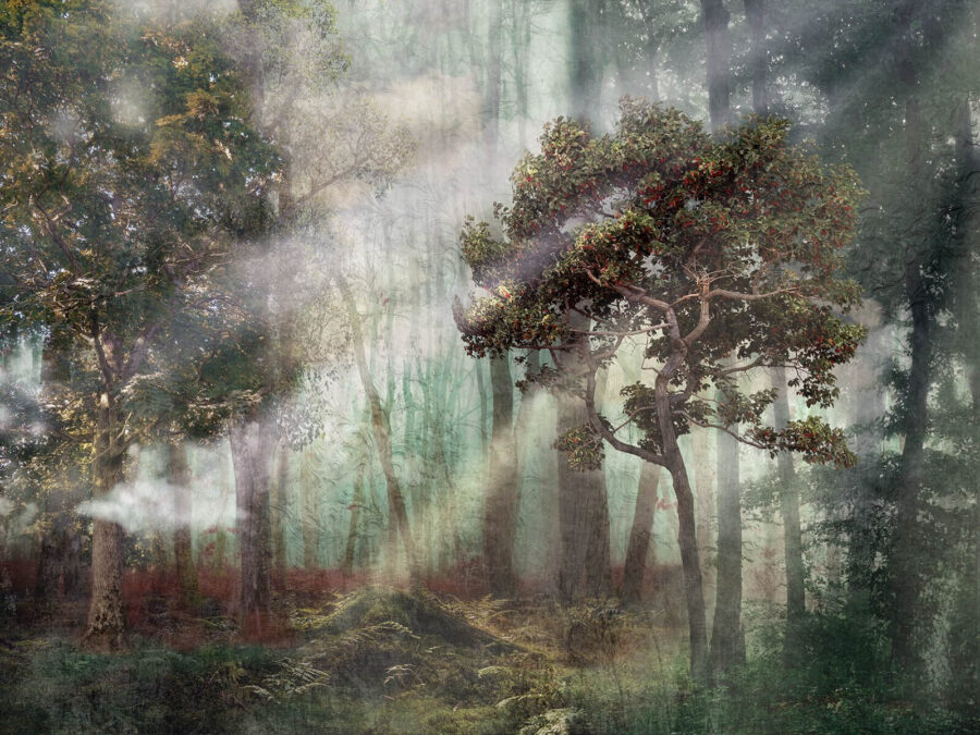 Foresta nebbiosa con alberi e nebbia