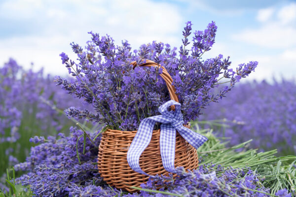 Cesto di fiori viola Cesto di fiori viola