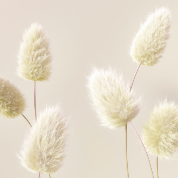 A group of white fluffy flowers A group of white fluffy flowers
