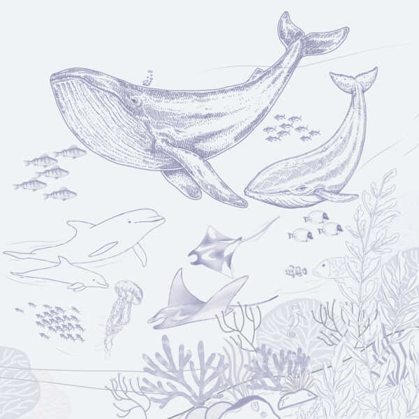 Disegno di una balena e di una balenottera Disegno di una balena e di una balenottera