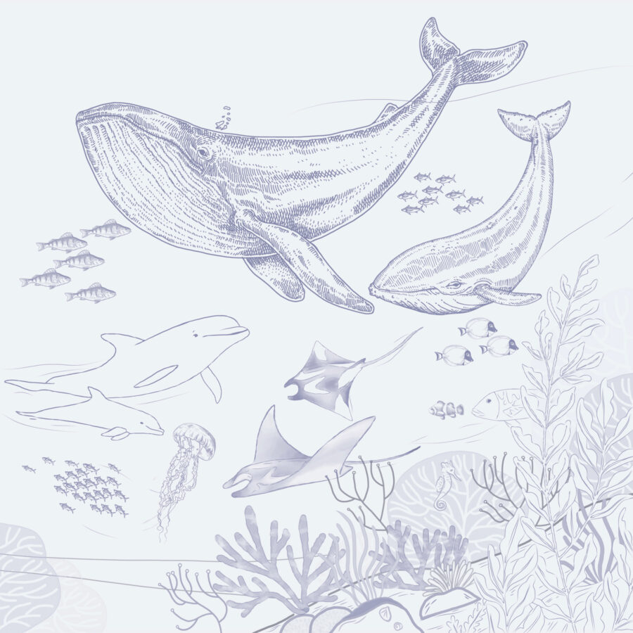 Disegno di una balena e di una balenottera