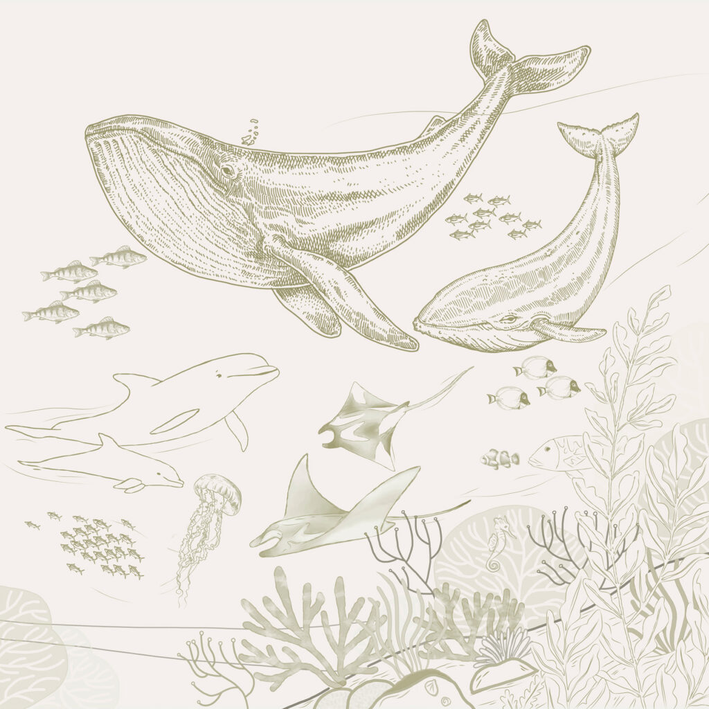 Disegno di una balena e di una balenottera Disegno di una balena e di una balenottera