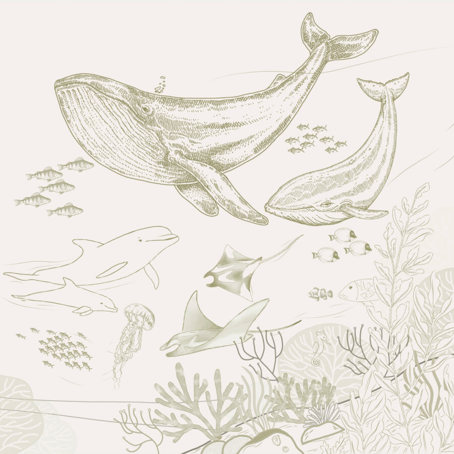 Disegno di una balena e di una balenottera