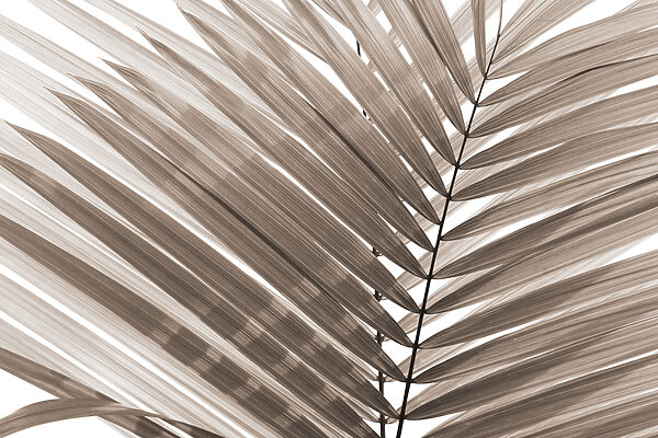 Elegant palm leaves in soft tones