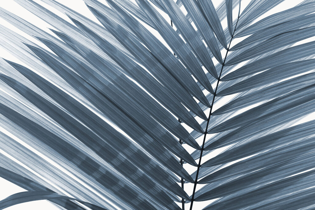Elegant leaves in soft monochrome tones Elegant leaves in soft monochrome tones