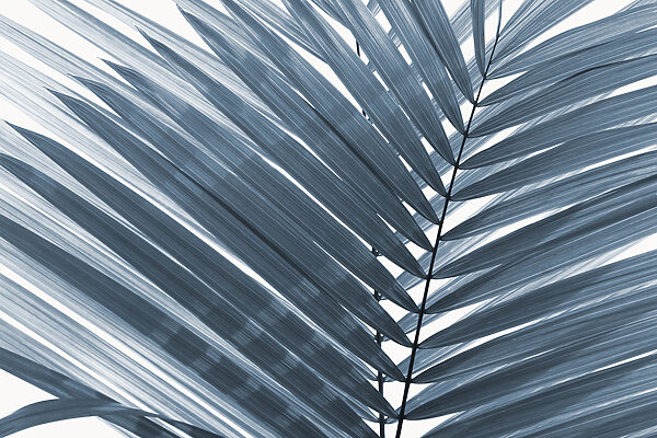 Elegant leaves in soft monochrome tones Elegant leaves in soft monochrome tones