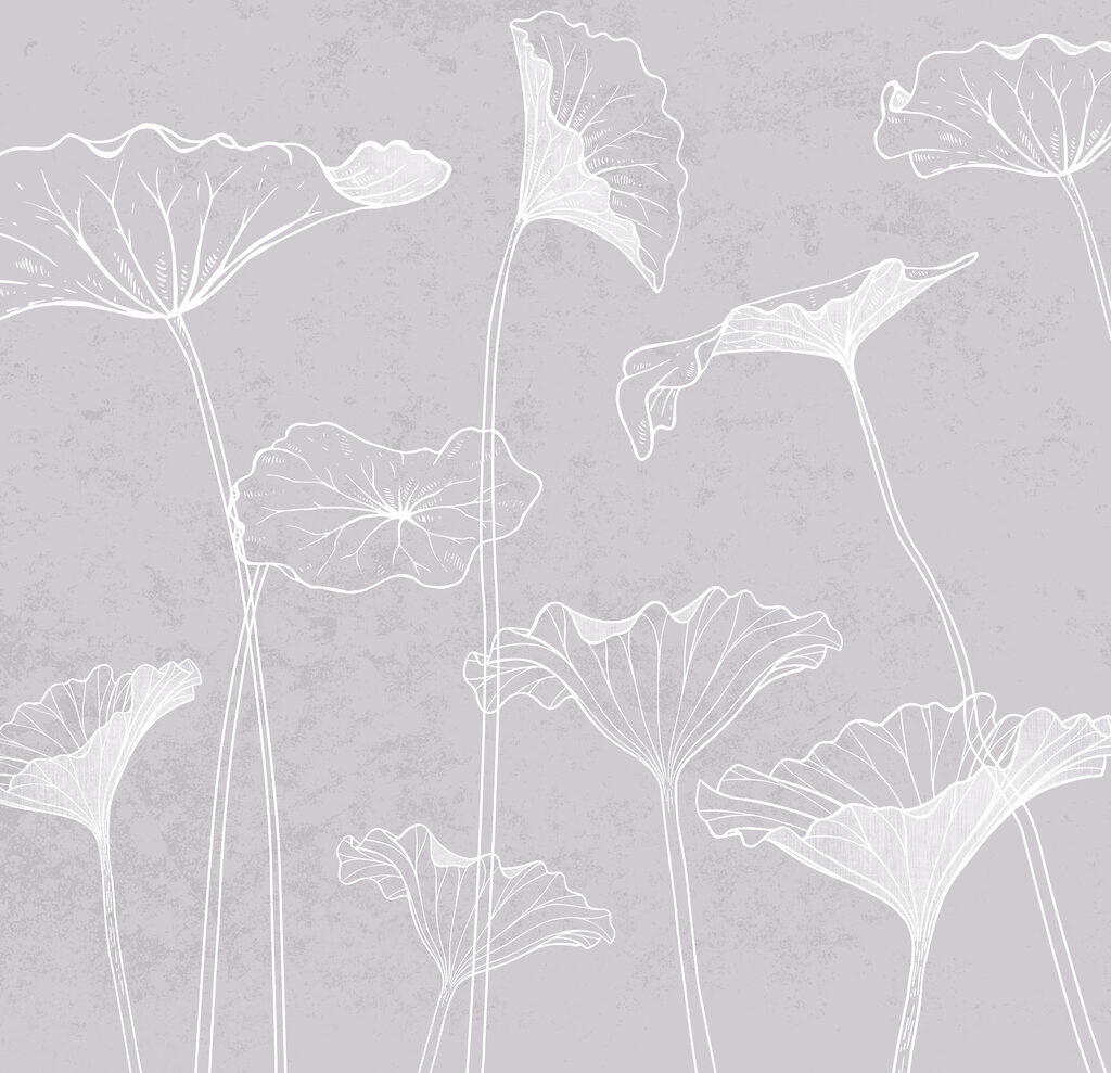 A white flowers on a gray background A white flowers on a gray background