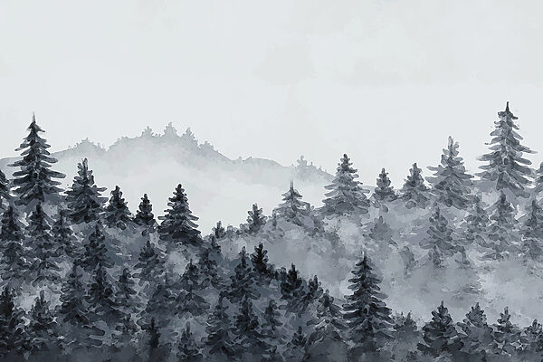 A foggy forest with trees