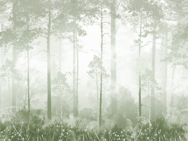 Una foresta nebbiosa con alberi ad alto fusto Una foresta nebbiosa con alberi ad alto fusto