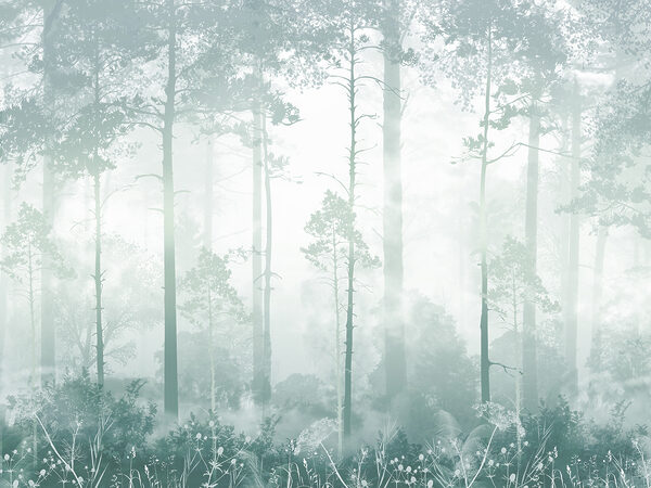 Una foresta nebbiosa con alberi ad alto fusto Una foresta nebbiosa con alberi ad alto fusto
