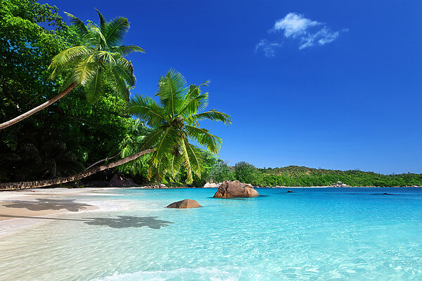 A beach with palm trees and blue water A beach with palm trees and blue water