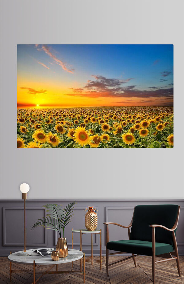 Quadri Un campo di girasoli al tramonto