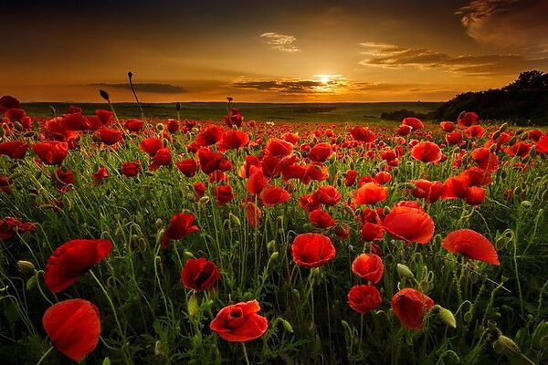 A field of red flowers