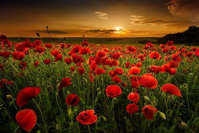 A field of red flowers