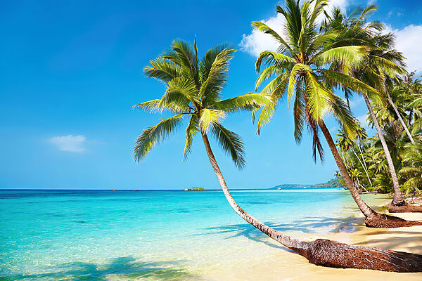 Palm trees on a beach