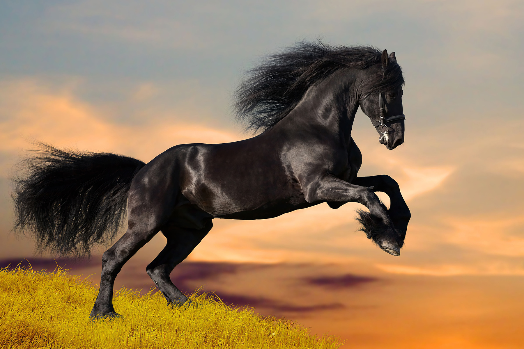 A black horse jumping in the air
