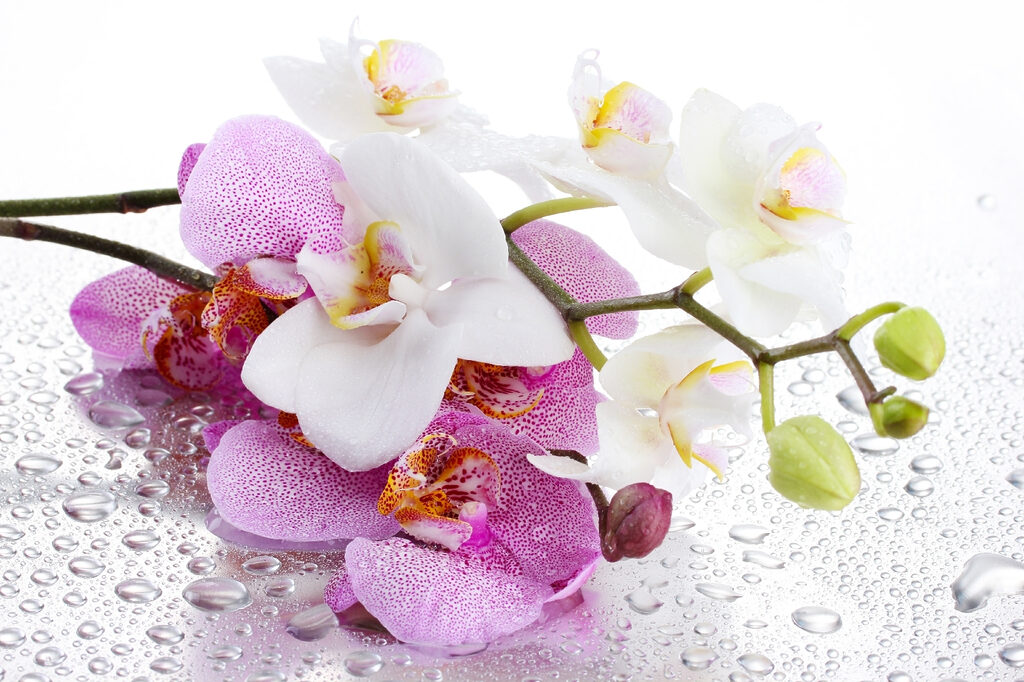 A close up of flowers