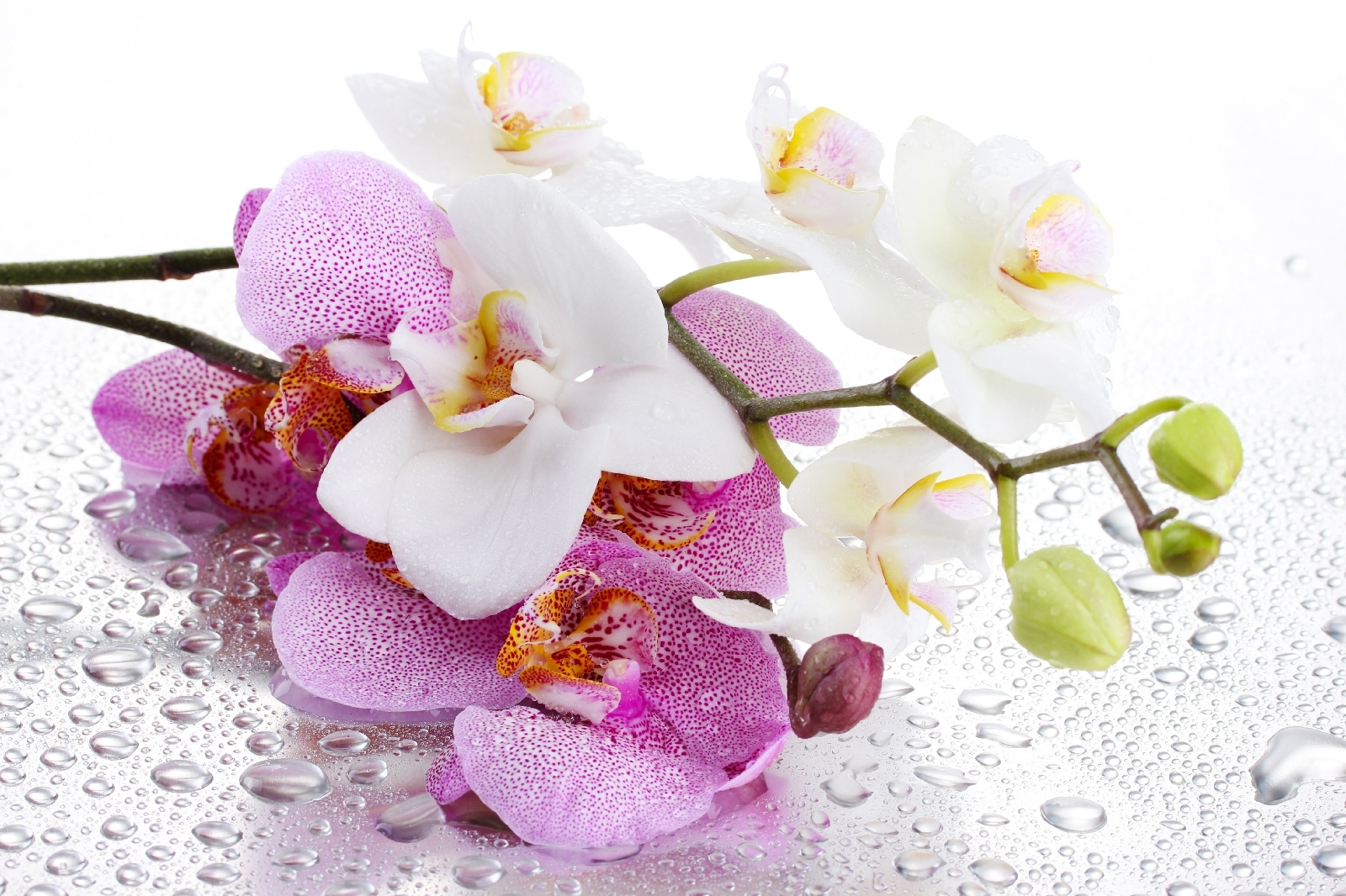 A close up of flowers