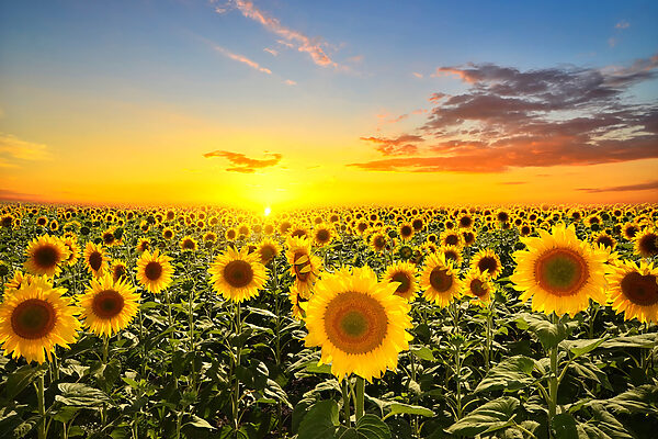 A field of sunflowers and a sunset