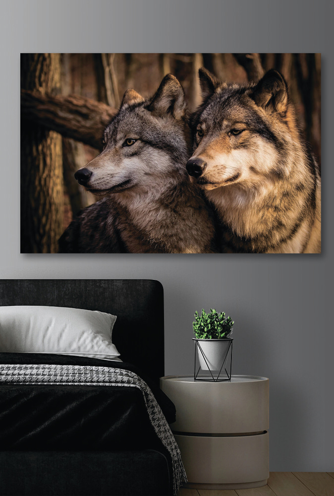 A couple of wolves in the woods