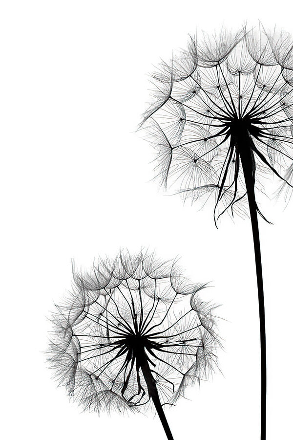 A close up of dandelion seeds A close up of dandelion seeds