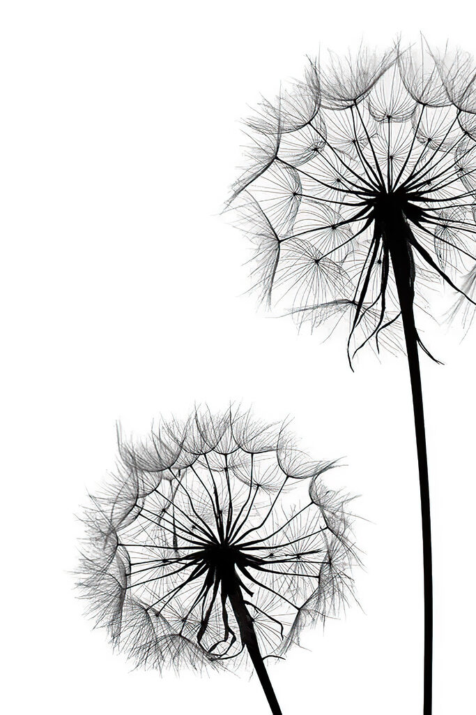 A close up of dandelion seeds A close up of dandelion seeds