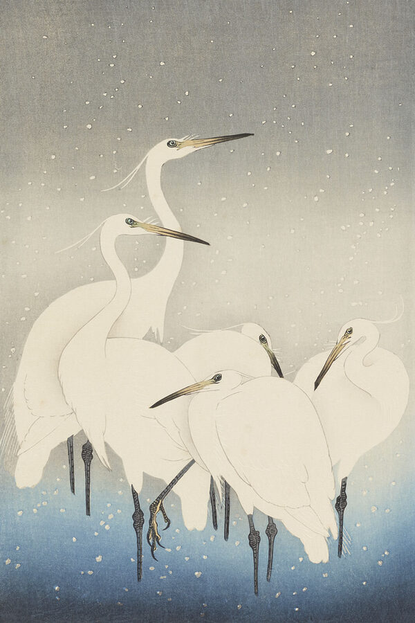 A group of white birds with long beaks A group of white birds with long beaks