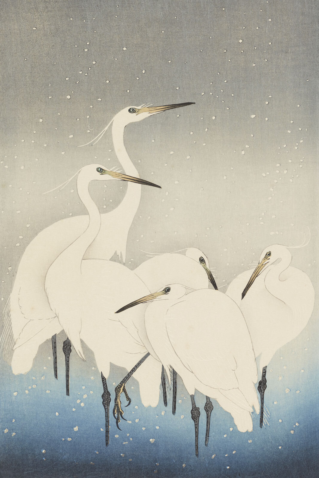 A group of white birds with long beaks A group of white birds with long beaks
