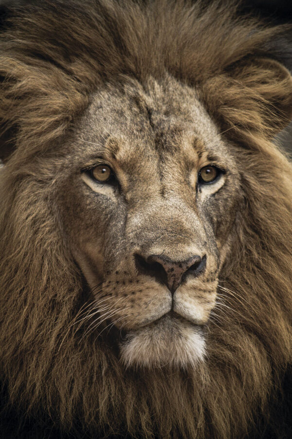 A close up of a lion's face