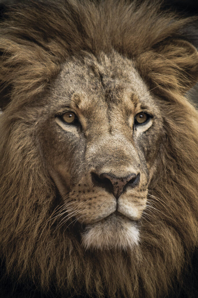 A close up of a lion's face
