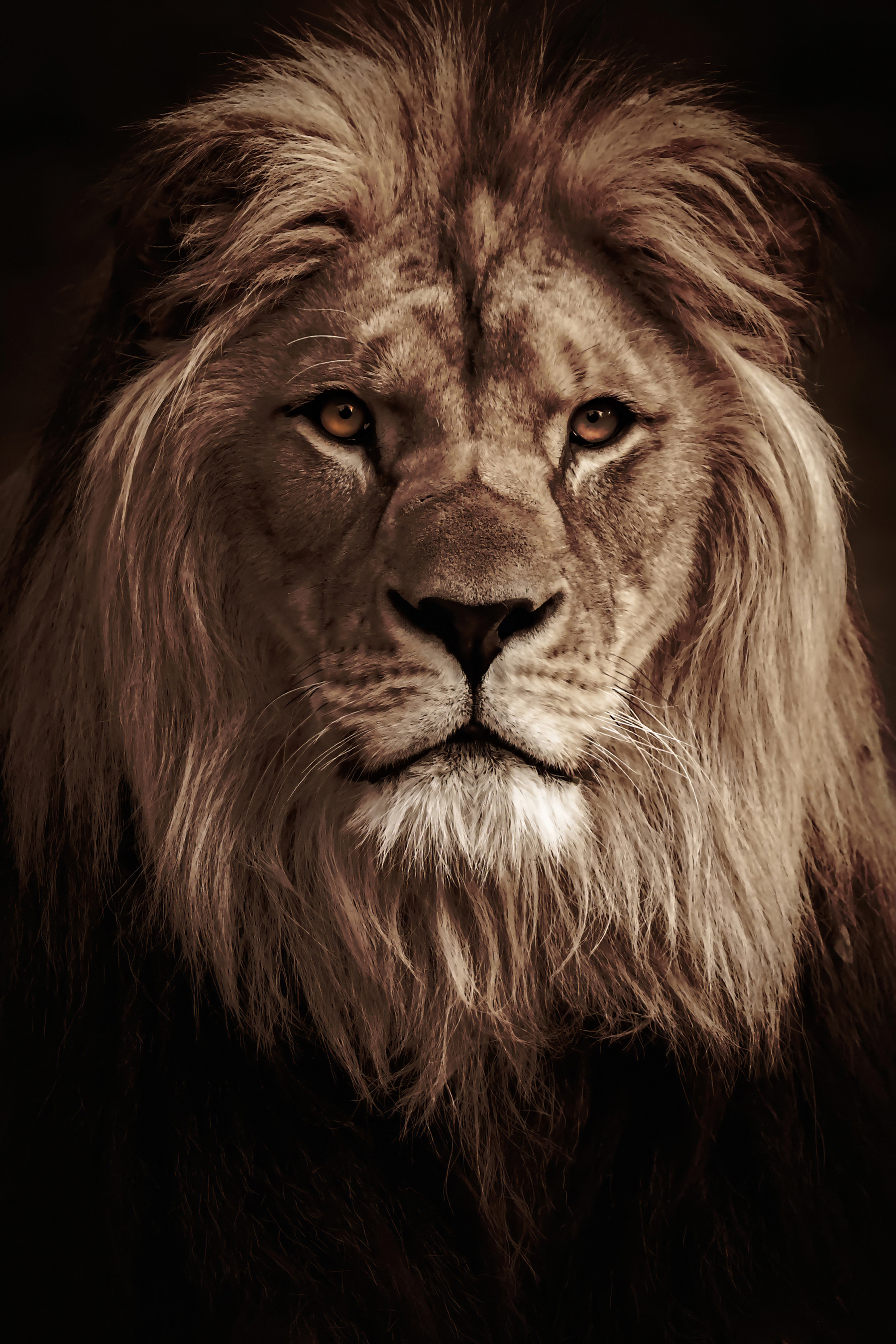 A lion with long mane