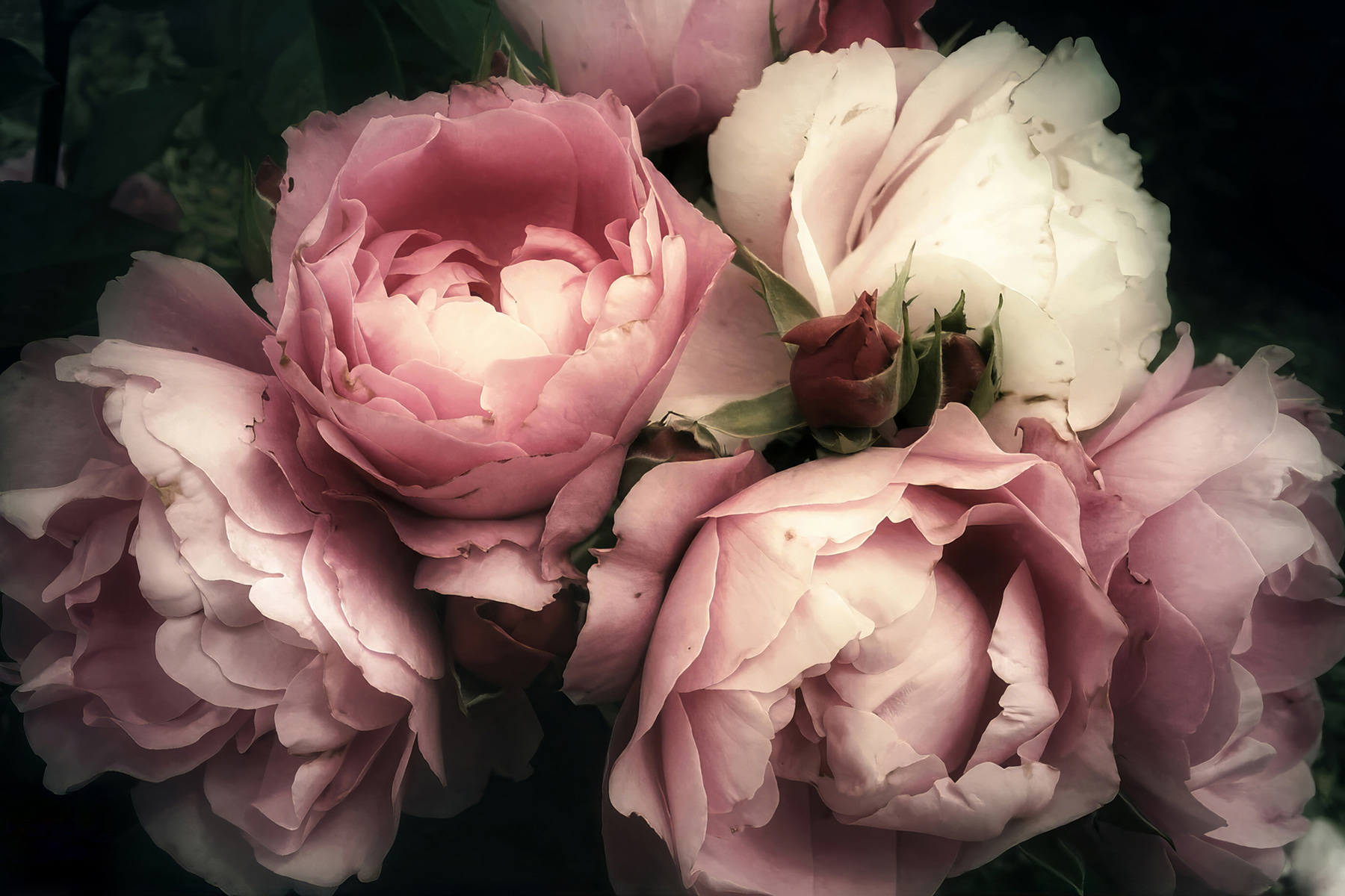 A group of pink and white roses A group of pink and white roses