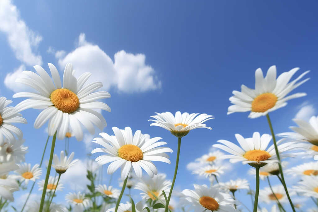 A group of white and yellow flowers