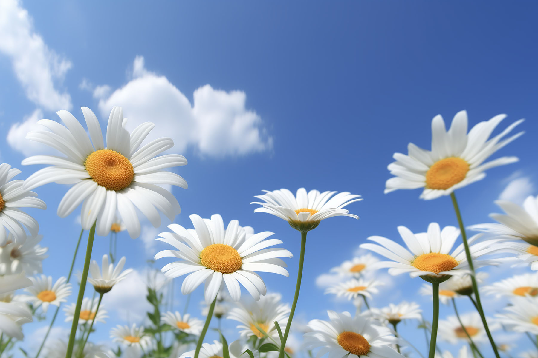A group of white and yellow flowers