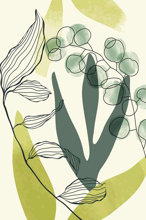 A drawing of a plant