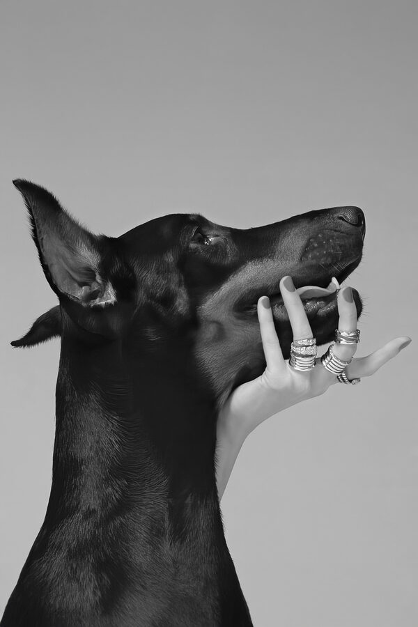 A hand holding a dog's face A hand holding a dog's face